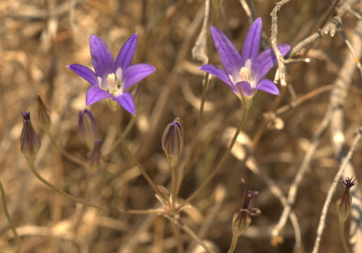 2008-06-23_45 Harvest Brodiaea Cropped TN.jpg - 54079 Bytes